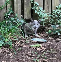 Found/Stray Male Cat last seen Tennessee / Florida Ave Oak Ridge, TN, Oak Ridge, TN 37830