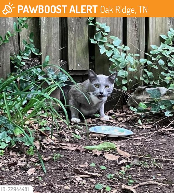 Found/Stray Male Cat last seen Tennessee / Florida Ave Oak Ridge, TN, Oak Ridge, TN 37830