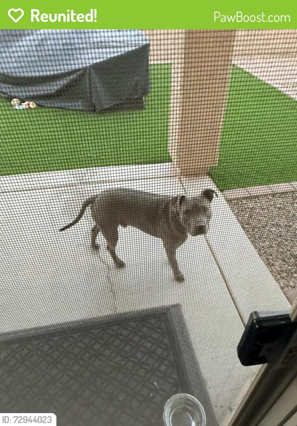 Reunited Male Dog last seen Camino de azucar and camino de la Humanidad , Tucson, AZ 85756