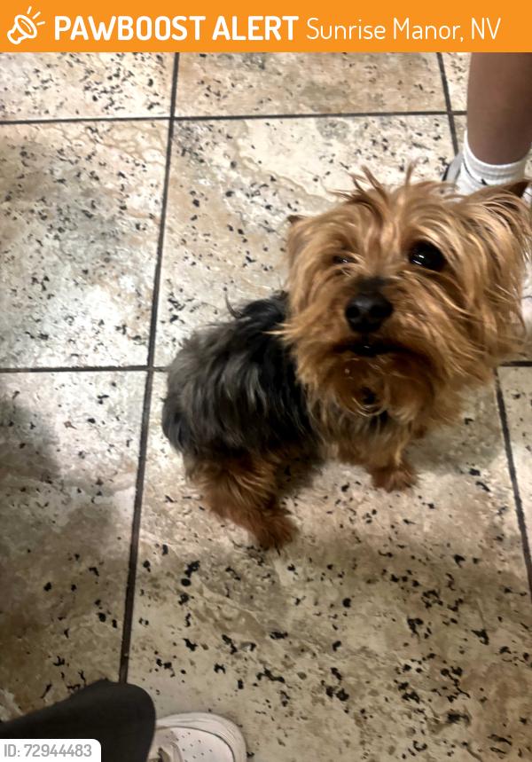 Found/Stray Unknown Dog last seen Stewart and nellis, Sunrise Manor, NV 89110
