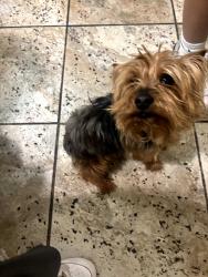 Found/Stray Unknown Dog last seen Stewart and nellis, Sunrise Manor, NV 89110
