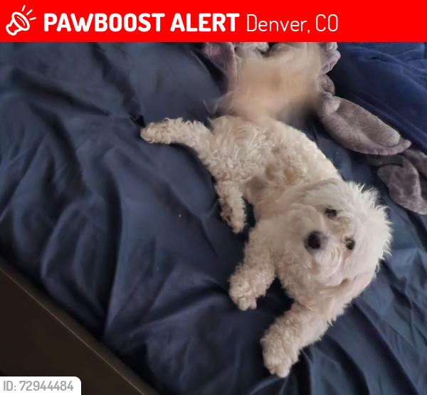 Lost Female Dog last seen Near E Midway Blvd, Denver, CO 80234 Lote 310, Denver, CO 80234
