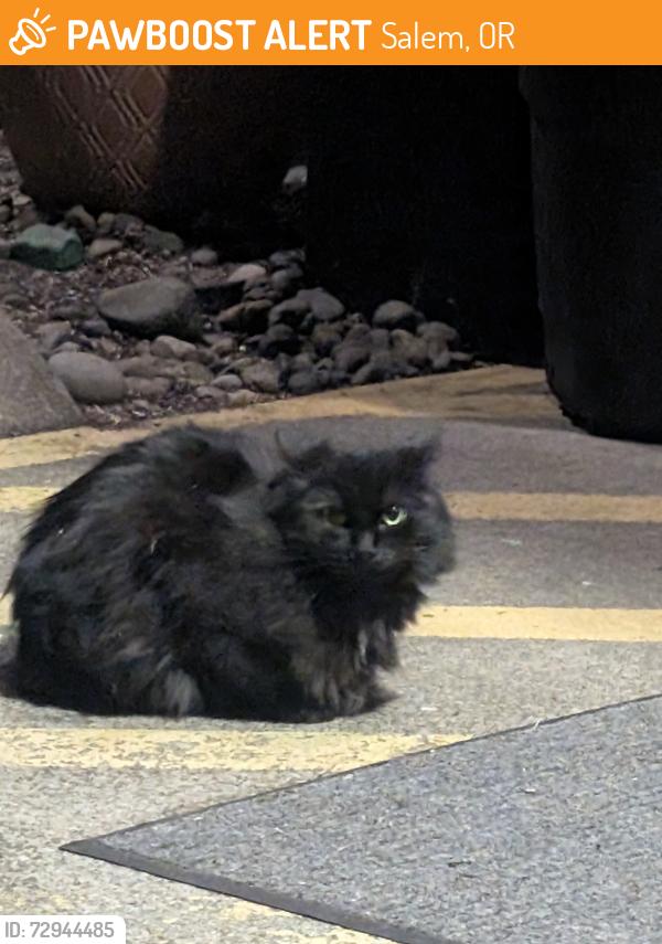 Found/Stray Female Cat last seen Academy Street Northeast, Salem, OR 97301