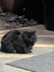 Found/Stray Female Cat last seen Academy Street Northeast, Salem, OR 97301
