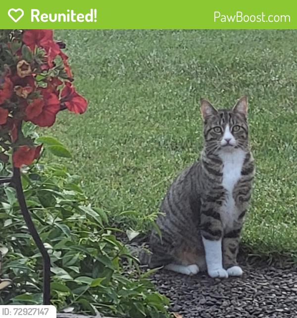 Reunited Female Cat last seen Brewer Park, Eugene, OR 97401