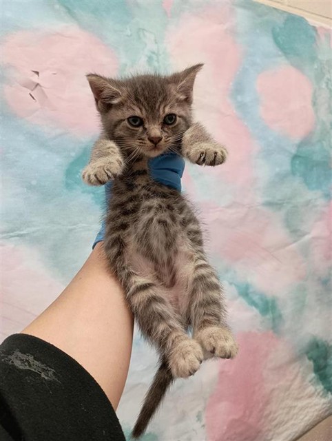 Shelter Stray Male Cat last seen BIRCH CREST CT / ELK CREST DR, Elk Grove, CA 95624
