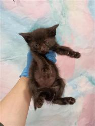 Shelter Stray Male Cat last seen BIRCH CREST CT / ELK CREST DR, Elk Grove, CA 95624
