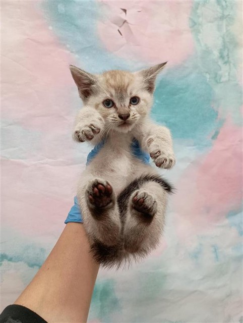 Shelter Stray Male Cat last seen BIRCH CREST CT / ELK CREST DR, Elk Grove, CA 95624