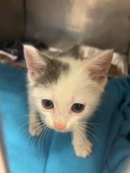 Shelter Stray Female Cat last seen Near BLOCK S. GOODWIN CIR, Columbia, SC 29209