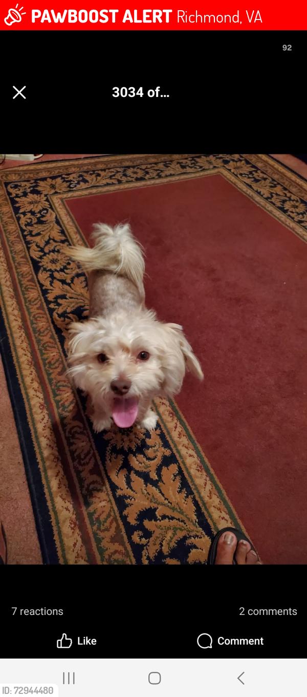 Lost Male Dog last seen Near Northside Avenue, Richmond, VA 23222