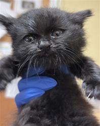 Shelter Stray Female Cat last seen PIKE AVE & MOBILE WAY, Sacramento, CA 95818