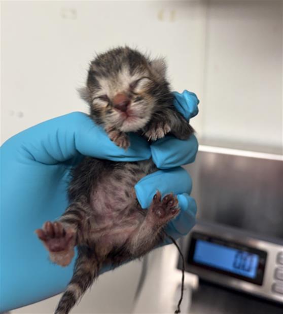 Shelter Stray Male Cat last seen Near BLOCK FAIRWAY DR, BAKERSFIELD CA 93309, Bakersfield, CA 93308