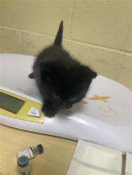 Shelter Stray Male Cat last seen S WATT AVE & OSAGE AVE, Sacramento, CA 95818