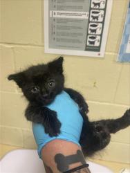 Shelter Stray Male Cat last seen S WATT AVE & OSAGE AVE, Sacramento, CA 95818