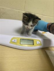 Shelter Stray Male Cat last seen S WATT AVE & OSAGE AVE, Sacramento, CA 95818