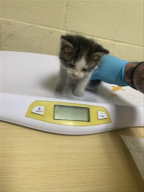Shelter Stray Male Cat last seen S WATT AVE & OSAGE AVE, Sacramento, CA 95818