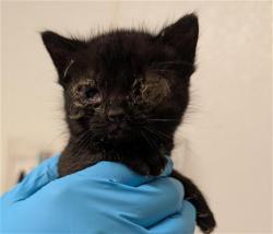 Shelter Stray Female Cat last seen Near BLOCK ROBERTS LN, BAKERSFIELD CA 93308, Bakersfield, CA 93308