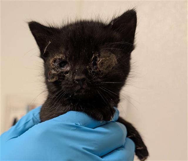 Shelter Stray Female Cat last seen Near BLOCK ROBERTS LN, BAKERSFIELD CA 93308, Bakersfield, CA 93308