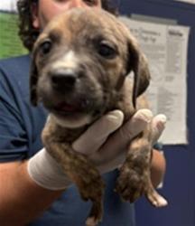 Shelter Stray Male Dog last seen Near BLOCK WOODROW AVE, BAKERSFIELD CA 93308, Bakersfield, CA 93308