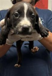Shelter Stray Male Dog last seen Near BLOCK WOODROW AVE, BAKERSFIELD CA 93308, Bakersfield, CA 93308