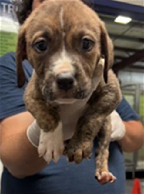 Shelter Stray Male Dog last seen Near BLOCK WOODROW AVE, BAKERSFIELD CA 93308, Bakersfield, CA 93308