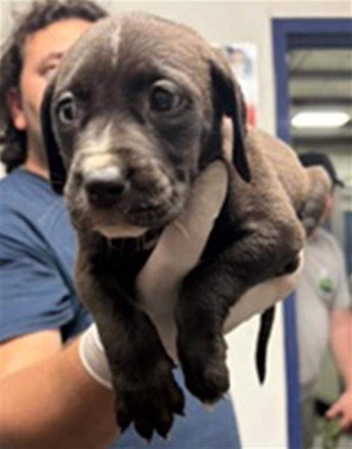 Shelter Stray Female Dog last seen Near BLOCK WOODROW AVE, BAKERSFIELD CA 93308, Bakersfield, CA 93308