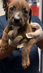 Shelter Stray Male Dog last seen Near BLOCK WOODROW AVE, BAKERSFIELD CA 93308, Bakersfield, CA 93308