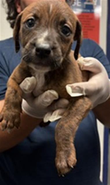 Shelter Stray Male Dog last seen Near BLOCK WOODROW AVE, BAKERSFIELD CA 93308, Bakersfield, CA 93308