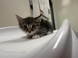Shelter Stray Male Cat last seen GATEWAY CT, Auburn, CA 95603