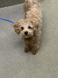 Shelter Stray Male Dog last seen Near BLOCK CHAMPAGNE FLOWER ST, NORTH LAS VEGAS NV 89031, Las Vegas, NV 89101