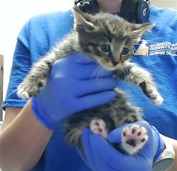 Shelter Stray Male Cat last seen Near BLOCK RAEFORD RD, FAYETTEVILLE NC 28303, Fayetteville, NC 28306