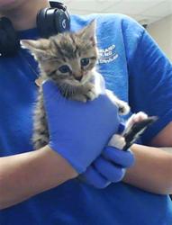 Shelter Stray Female Cat last seen Near BLOCK RAEFORD RD, FAYETTEVILLE NC 28303, Fayetteville, NC 28306