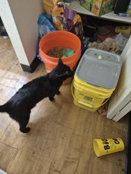 Reunited Female Cat last seen the crossimg apmts , Denver, CO 80239