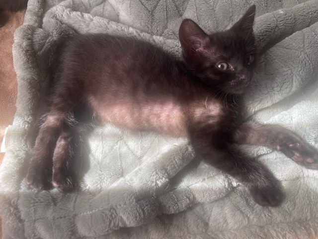 Shelter Stray Male Cat last seen MARYGOLD AND SIERRA, San Bernardino, CA 92401