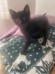 Shelter Stray Male Cat last seen MARYGOLD AND SIERRA, San Bernardino, CA 92401
