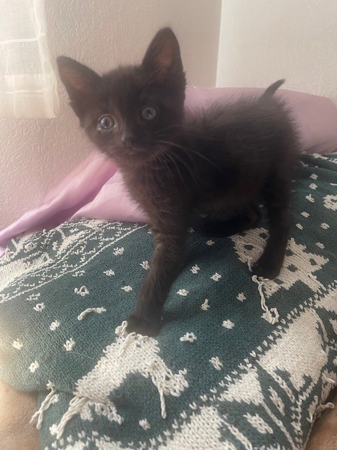 Shelter Stray Male Cat last seen MARYGOLD AND SIERRA, San Bernardino, CA 92401
