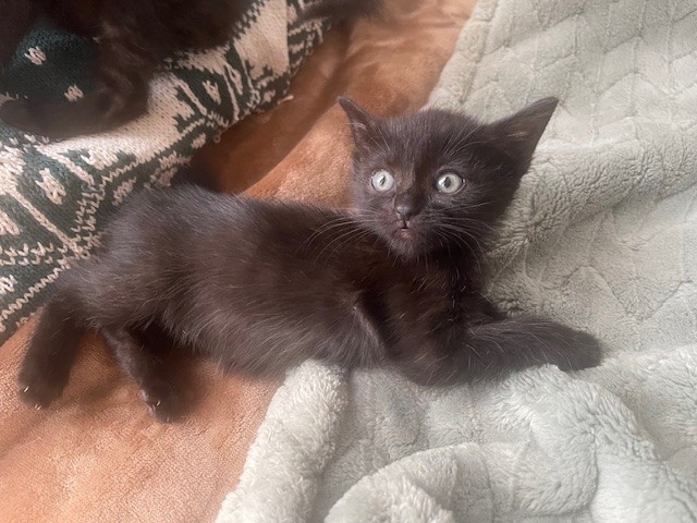 Shelter Stray Female Cat last seen MARYGOLD AND SIERRA, San Bernardino, CA 92401