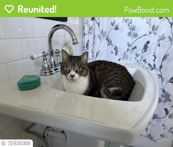 Reunited Male Cat last seen Near S Monroe St , Tacoma, WA 98405