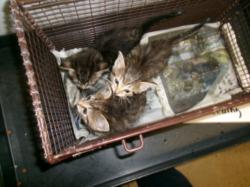 Shelter Stray Female Cat last seen , Los Angeles, CA 91405