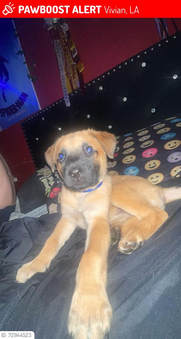Lost Female Dog last seen Near N pine street Vivian Louisiana 71082, Vivian, LA 71082