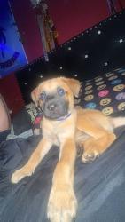 Lost Female Dog last seen Near N pine street Vivian Louisiana 71082, Vivian, LA 71082
