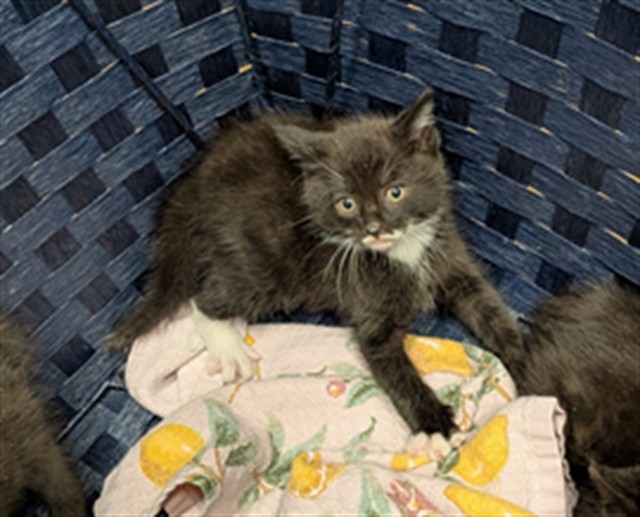 Shelter Stray Male Cat last seen ST CHARLES CO, St. Peters, MO 63376