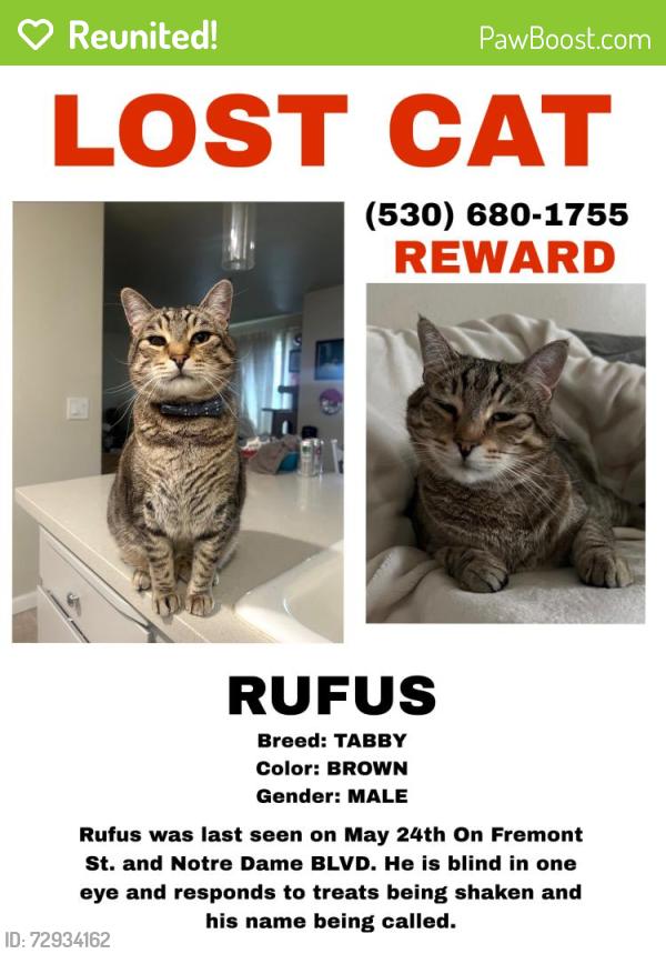 Reunited Male Cat last seen Notre Dame blvd near skyway , Chico, CA 95928