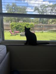 Reunited Male Cat last seen 66th s and 4th st s , St. Petersburg, FL 33705