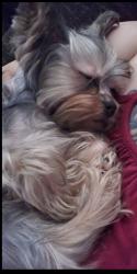 Reunited Female Dog last seen College & Mission, Oceanside, CA 92057