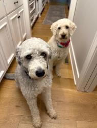 Lost Female Dog last seen Canyon Rd., Lee's Summit, MO 64064