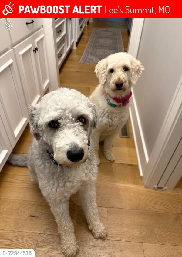 Lost Female Dog last seen Canyon Rd., Lee's Summit, MO 64064