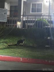 Found/Stray Unknown Cat last seen Near entrance gate, Euless, TX 76039