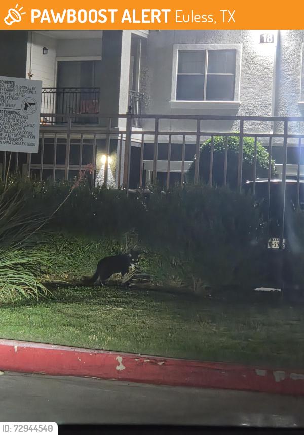 Found/Stray Unknown Cat last seen Near entrance gate, Euless, TX 76039