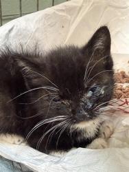 Shelter Stray Female Cat last seen Near BLOCK MORTON ST, Jacksonville, FL 32204